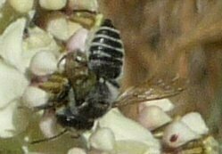 Syrphidae(Fa) sp016 Animal
